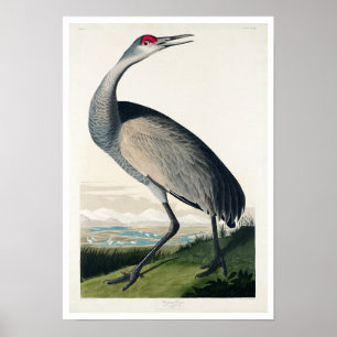 Hooping Crane von Audubon Poster