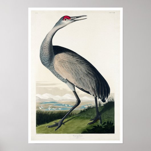 Hooping Crane von Audubon Poster (Vorne)