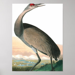 Hooping Crane von John James Audubon Poster