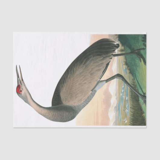 Hooping Crane von John James Audubon Seidenpapier (Vorderseite)