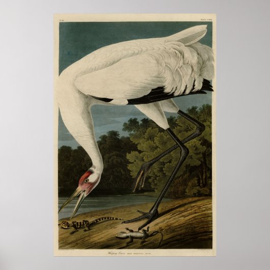 Hooping (Whooping) Kranich, Audubon Birds of Ameri Poster (Vorne)