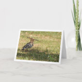 Hoopoe Bird auf Gras Karte (Vorderseite)
