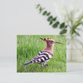 Hoopoe Card Postkarte (Stehend Vorderseite)