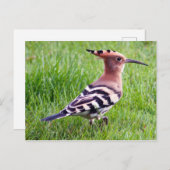Hoopoe Card Postkarte (Vorne/Hinten)