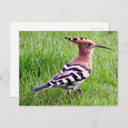 Hoopoe Card Postkarte (Vorne/Hinten)