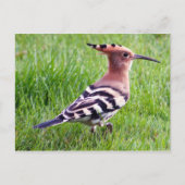 Hoopoe Card Postkarte (Vorderseite)
