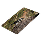 Hoopoe Fütternd Nestling Magnet (Linke Seite)