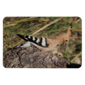 Hoopoe Fütternd Nestling Magnet (Horizontal)