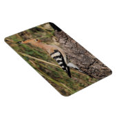 Hoopoe Fütternd Nestling Magnet (Rechte Seite)