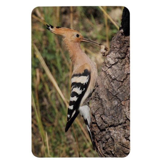 Hoopoe Fütternd Nestling Magnet (Vertikal)