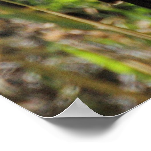 Hoopoe Fütternd Nestling Poster (Ecke)