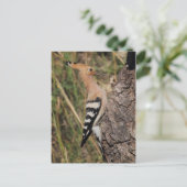 Hoopoe Fütternd Nestling Postkarte (Stehend Vorderseite)