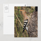Hoopoe Fütternd Nestling Postkarte (Vorne/Hinten)
