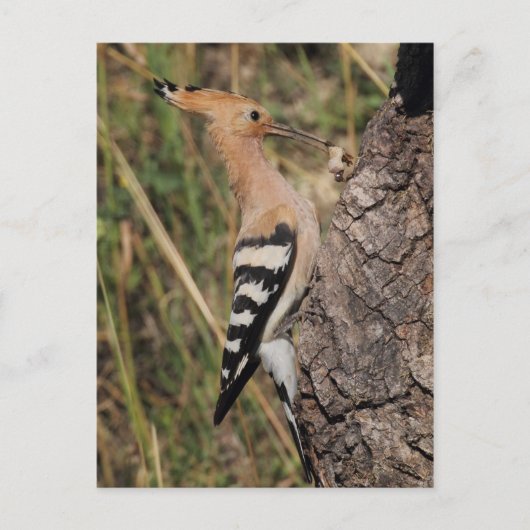 Hoopoe Fütternd Nestling Postkarte (Vorderseite)