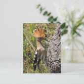 Hoopoe Fütternd Nestling Postkarte (Stehend Vorderseite)