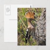Hoopoe Fütternd Nestling Postkarte (Vorne/Hinten)