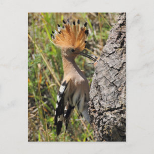Hoopoe Fütternd Nestling Postkarte