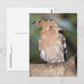 Hoopoe Postcard Postkarte (Vorne/Hinten)