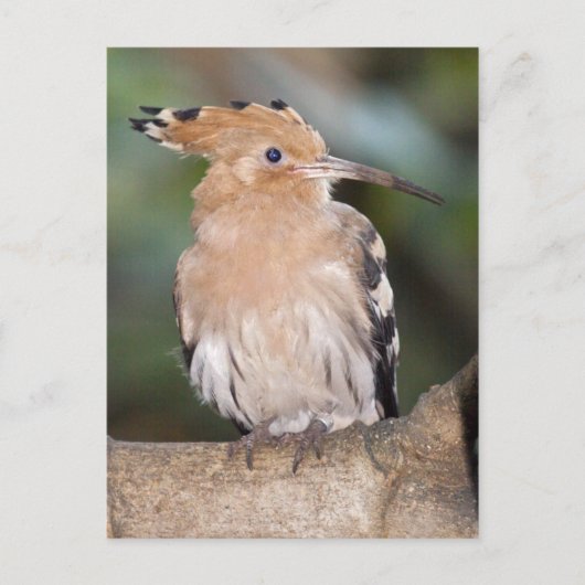 Hoopoe Postcard Postkarte (Vorderseite)