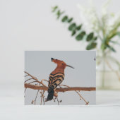 Hoopoe Postkarte (Stehend Vorderseite)