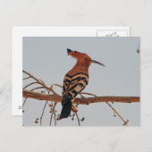 Hoopoe Postkarte (Vorne/Hinten)