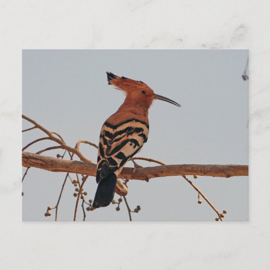 Hoopoe Postkarte (Vorderseite)