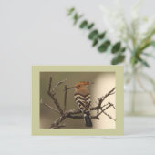 Hoopoe Postkarte (Stehend Vorderseite)