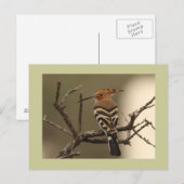 Hoopoe Postkarte (Vorne/Hinten)