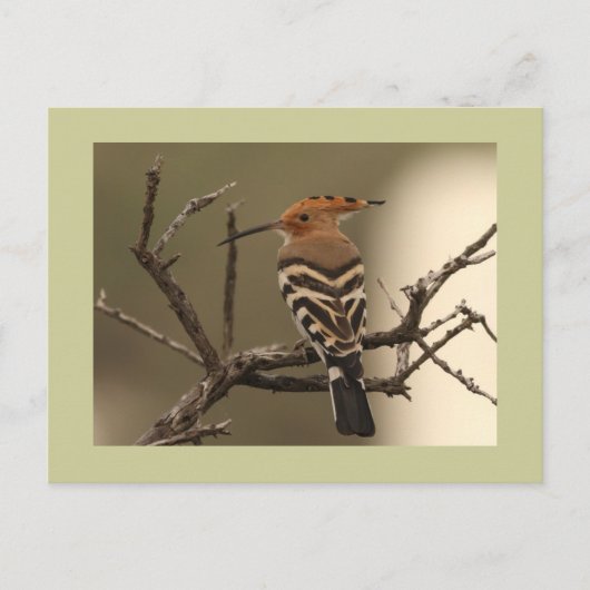 Hoopoe Postkarte (Vorderseite)