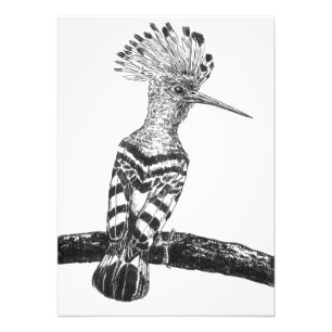 Hoopoe zeichnend fotodruck