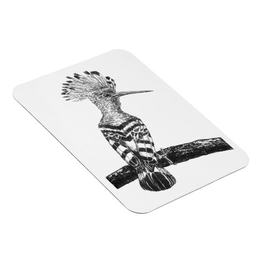 Hoopoe zeichnend magnet (Rechte Seite)