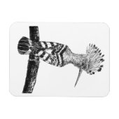 Hoopoe zeichnend magnet (Horizontal)