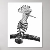 Hoopoe zeichnend poster (Vorne)