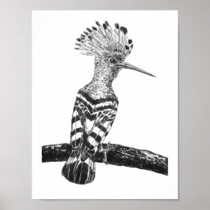 Hoopoe zeichnend poster