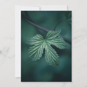 Hop Humulus Leaf Natur Foto Feiertagskarte