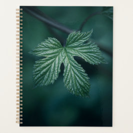Hop Humulus Leaf Nature Foto Planer
