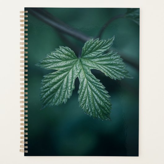 Hop Humulus Leaf Nature Foto Planer (Vorderseite)