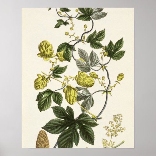 Hop Vine, from 'The Young Landsman', published Vie Poster (Vorne)