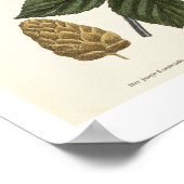 Hop Vine, von "The Young Landsman", veröffentlicht Poster (Ecke)