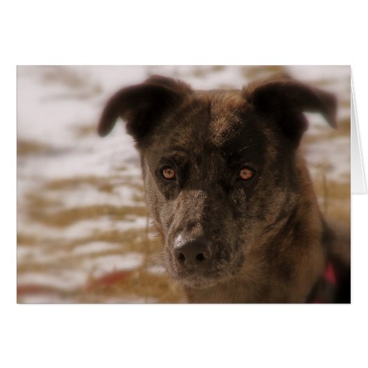 Hope German Shepherd Jedes Anlasses (Vorderseite (Horizontal))