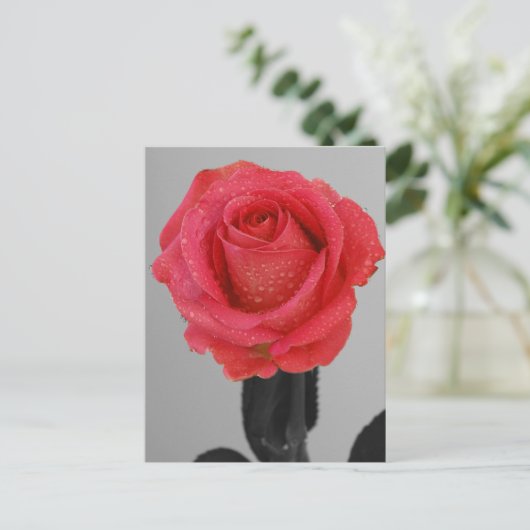 Hope Rose Postkarte (Stehend Vorderseite)