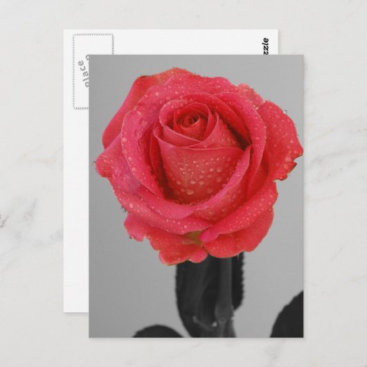 Hope Rose Postkarte (Vorne/Hinten)