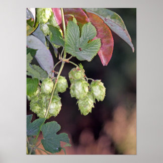 Hopfen Poster