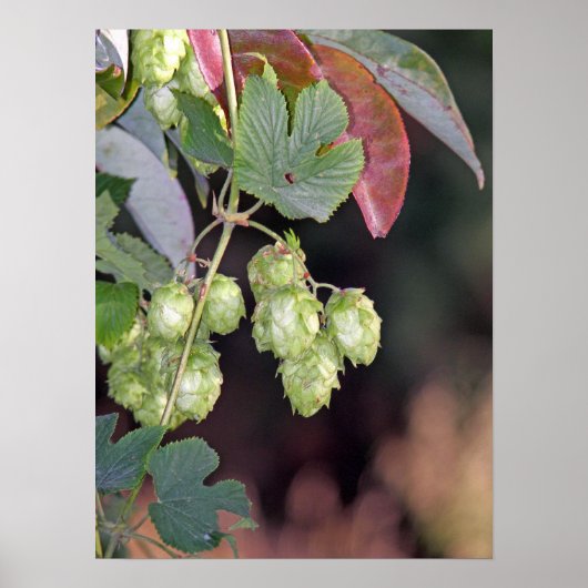 Hopfen Poster (Vorne)