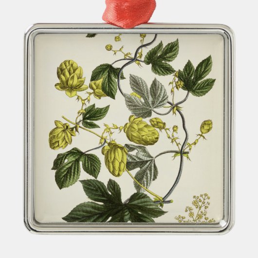 Hopfenrebe, "vom jungen Landsman", veröffentlicht Silbernes Ornament (Vorne)