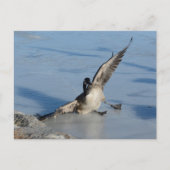 Hoppla! Postkarte (Vorderseite)