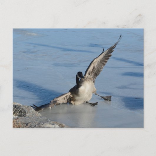 Hoppla! Postkarte (Vorderseite)