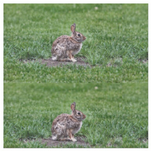 Hoppy Bunny Stoff