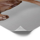 Hör nie auf, seltsame Niedliche Chihuahuas zu sein Poster (Ecke)