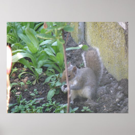 Horatio the Eichhörnchen Print Poster (Vorne)